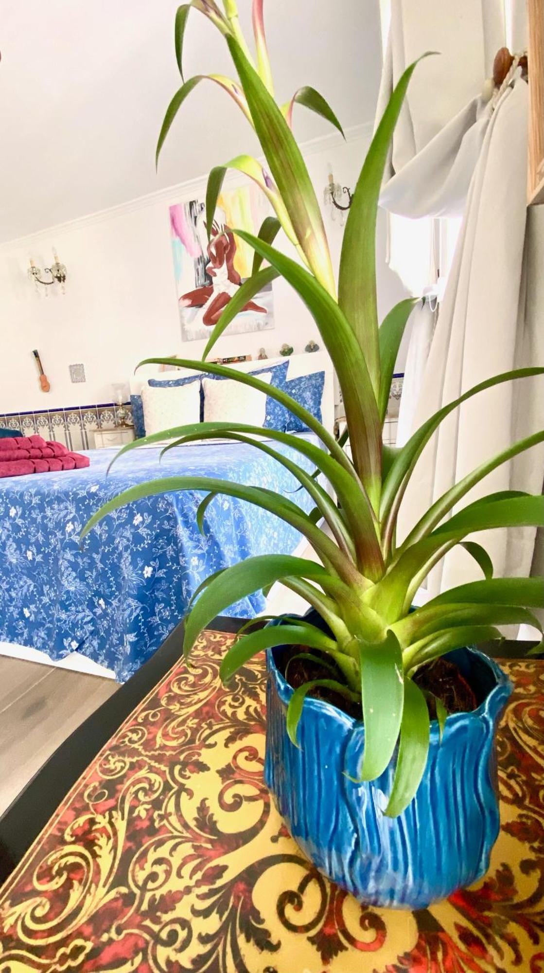 Zenit Olhao Bed & Breakfast Bagian luar foto